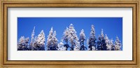 Framed Snow Covered Pine Trees, Oregon