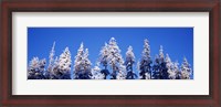 Framed Snow Covered Pine Trees, Oregon