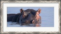 Framed Close-up of a hippopotamus submerged in water