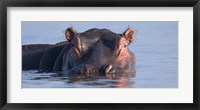 Framed Close-up of a hippopotamus submerged in water