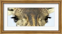Framed Close-up of a Maasai giraffes eyes