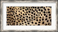 Framed Close-up of the spots on a cheetah