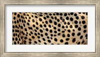 Framed Close-up of the spots on a cheetah