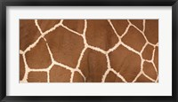 Framed Close-up of a reticulated giraffe markings
