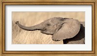 Framed Close-up of a African elephant calf at play