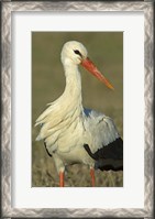 Framed Close-up of an European white stork, Ngorongoro Conservation Area, Arusha Region, Tanzania (Ciconia ciconia)