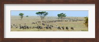 Framed Herd of wildebeest and zebras in a field, Ngorongoro Conservation Area, Arusha Region, Tanzania