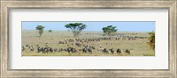 Framed Herd of wildebeest and zebras in a field, Ngorongoro Conservation Area, Arusha Region, Tanzania
