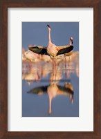 Framed Lesser flamingo wading in water, Lake Nakuru, Kenya (Phoenicopterus minor)