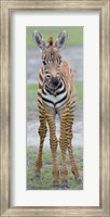 Framed Young zebra, Ngorongoro Conservation Area, Arusha Region, Tanzania