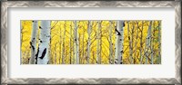 Framed Aspen trees in a forest