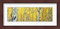 Framed Aspen trees in a forest