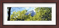 Framed Aspen trees in a forest with mountains in the background, Mt Teewinot, Grand Teton National Park, Wyoming, USA