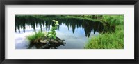 Framed Cow Parsnip (Heracleum maximum) flowers in a pond, Moose Pond, Grand Teton National Park, Wyoming, USA