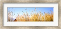 Framed Tall grass in a national park, Grand Teton National Park, Wyoming, USA