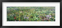 Framed High angle view of wildflowers in a national park, Grand Teton National Park, Wyoming, USA