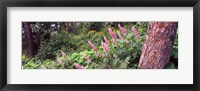 Framed Hollyhock (Alcea rosea) flowers in a national park, Grand Teton National Park, Wyoming, USA