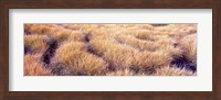 Framed Dry grass in a national park, South Fork Cascade Canyon, Grand Teton National Park, Wyoming, USA