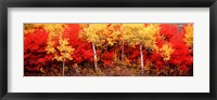 Framed Aspen and Black Hawthorn trees in a forest, Grand Teton National Park, Wyoming