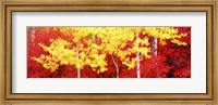 Framed Autumn in a forest, Grand Teton National Park, Wyoming