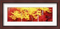 Framed Autumn in a forest, Grand Teton National Park, Wyoming