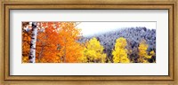 Framed Aspen trees in a forest, Blacktail Butte, Grand Teton National Park, Wyoming, USA