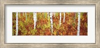 Framed Aspen trees in a forest, Shadow Mountain, Grand Teton National Park, Wyoming, USA