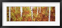 Framed Aspen trees in a forest, Shadow Mountain, Grand Teton National Park, Wyoming, USA