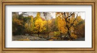 Framed Autumn trees in a park, Central Park, Manhattan, New York City, New York State, USA