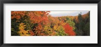 Framed Autumnal trees in a forest, Hiawatha National Forest, Upper Peninsula, Michigan, USA