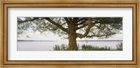 Framed Tree on a Lake, Wisconsin