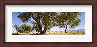 Framed Cottonwood trees in a field, Owens Valley, California, USA