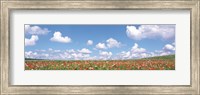 Framed Meadow flowers with cloudy sky in background