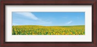 Framed Field of sunflower with blue sky