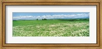 Framed Meadow flowers, Daisy field