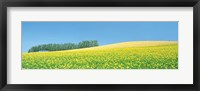 Framed Mustard field with blue sky in background
