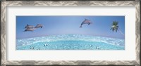 Framed Dolphins Leaping In Air
