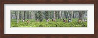 Framed Tea harvesting, Assam, India