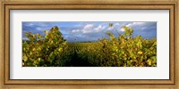 Framed Low angle view of vineyard and windmill, Napa Valley, California, USA