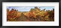 Framed Autumn in a vineyard, Napa Valley, California, USA