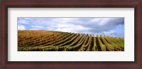 Framed Rows of vines with leaves, Napa Valley, California, USA