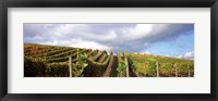 Framed Cloudy skies over a vineyard, Napa Valley, California, USA