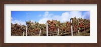 Framed Vines in a vineyard, Napa Valley, Wine Country, California, USA