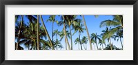 Framed Low angle view of palm trees, Oahu, Hawaii, USA