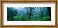 Framed Trees in a rainforest, Hawaii Volcanoes National Park, Big Island, Hawaii, USA