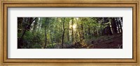 Framed Dogwood trees in a forest, Sequoia National Park, California, USA