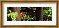 Framed Red Maple Leaves, Connecticut