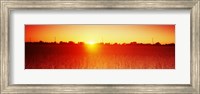 Framed Soybean field at sunset, Wood County, Ohio, USA