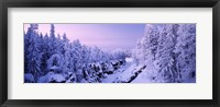 Framed Snow covered trees in a forest, Imatra, Finland