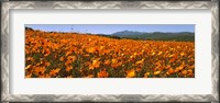 Framed Namaqua Parachute-Daisies flowers in a field, South Africa